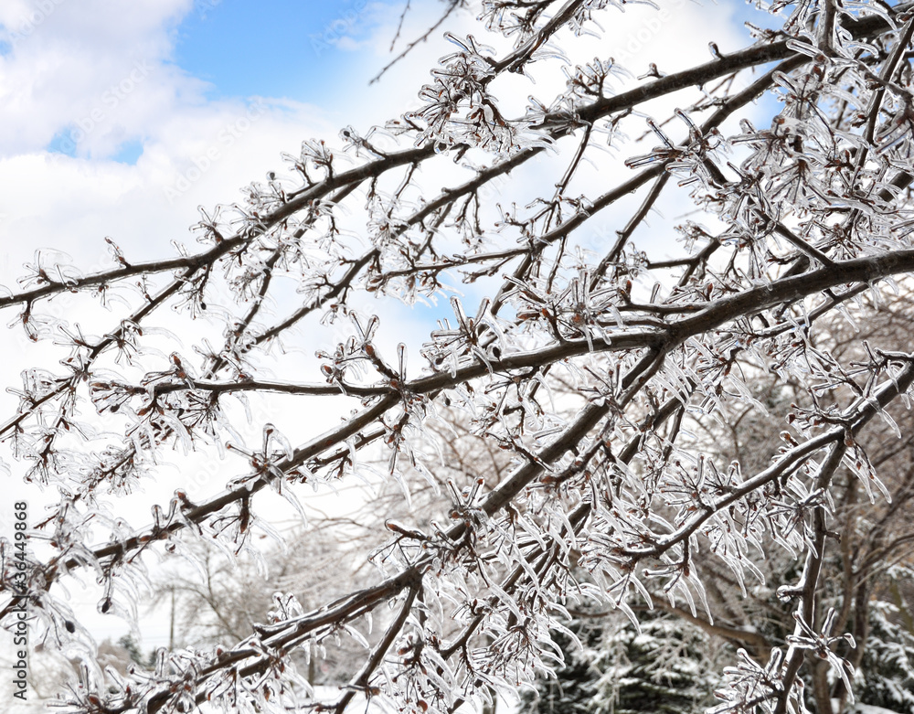 Ice On The Tree Branches Ice On The Tree Branches