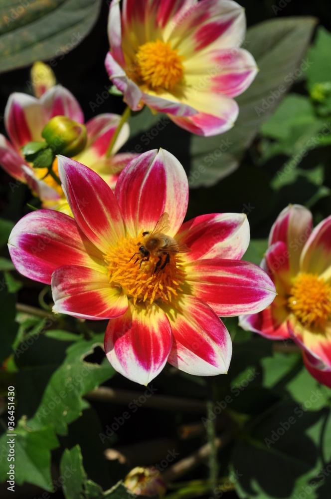 Abeille butinant une fleur, jardin du musée de Giverny