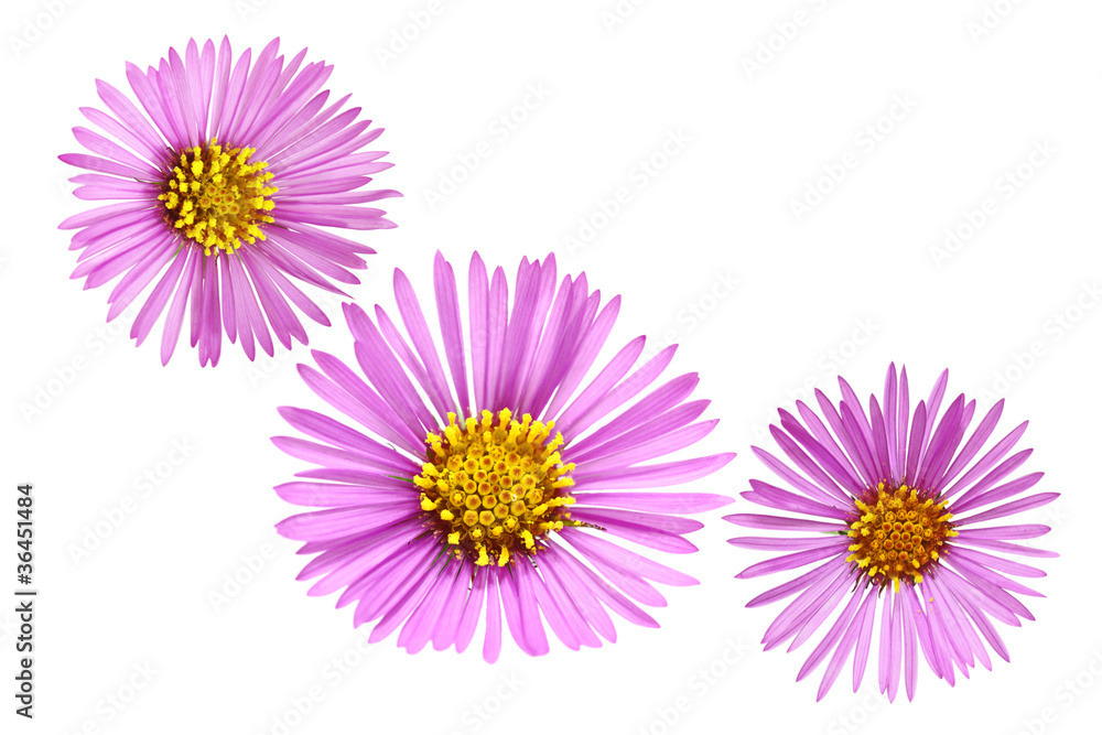 Fototapeta premium Asters
