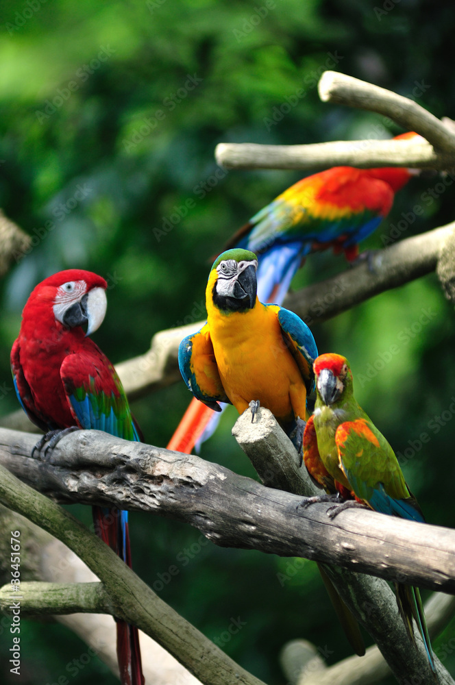 Fototapeta premium Beautiful Colorful Parrots