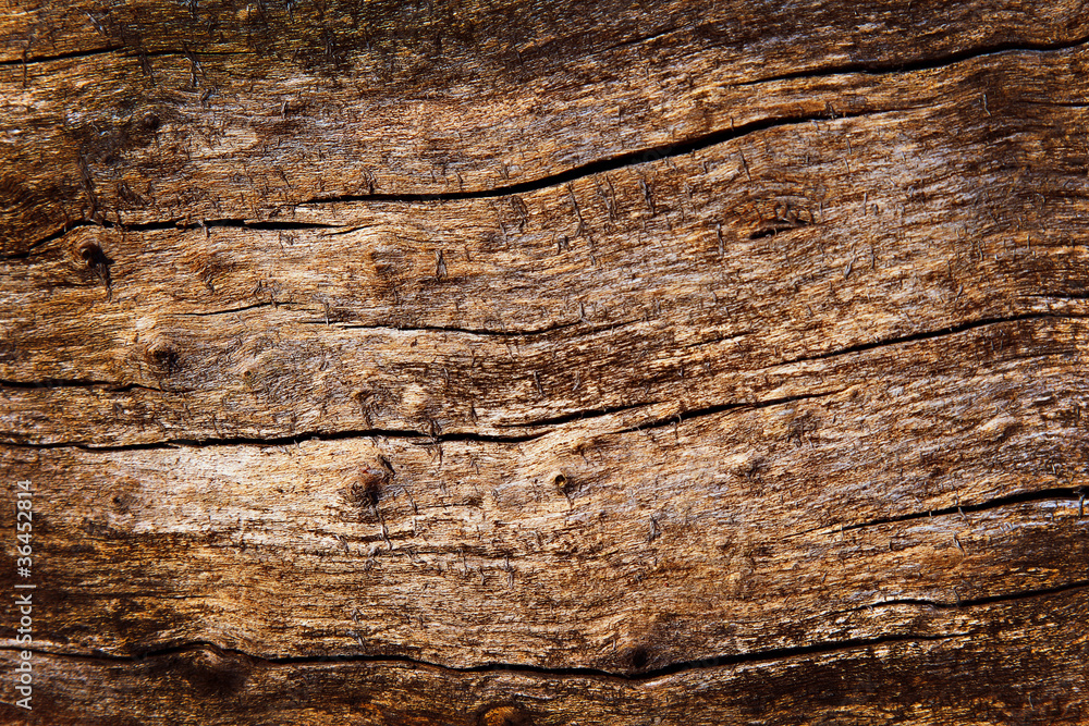 surface texture of the old dry cracked tree surface texture of the old dry cracked tree