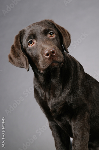 Brown labrador on a grey background © Fotomees