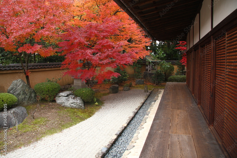 Fototapeta premium Japan in autumn (red maple trees in temples of Kyoto)