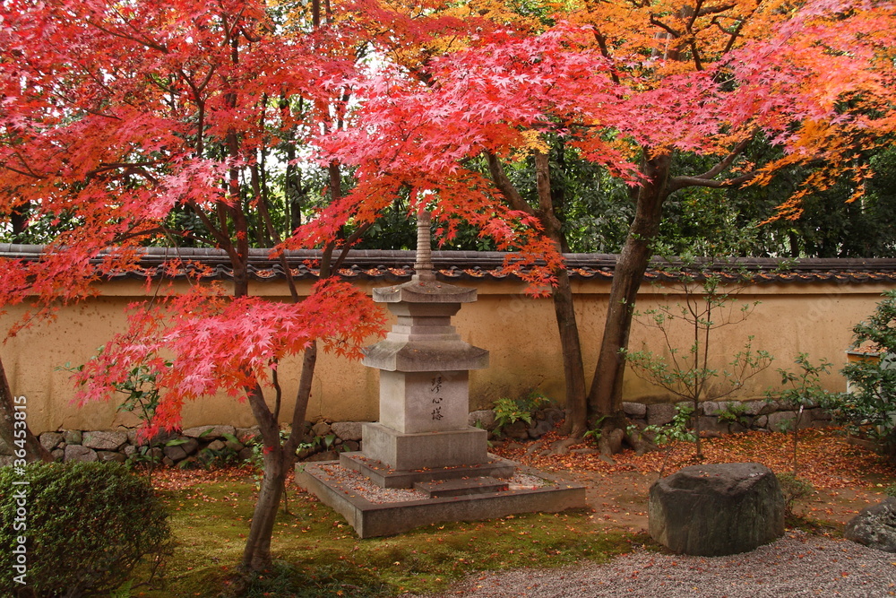 Naklejka premium Red maples in a japanese garden (fall, Kyoto)