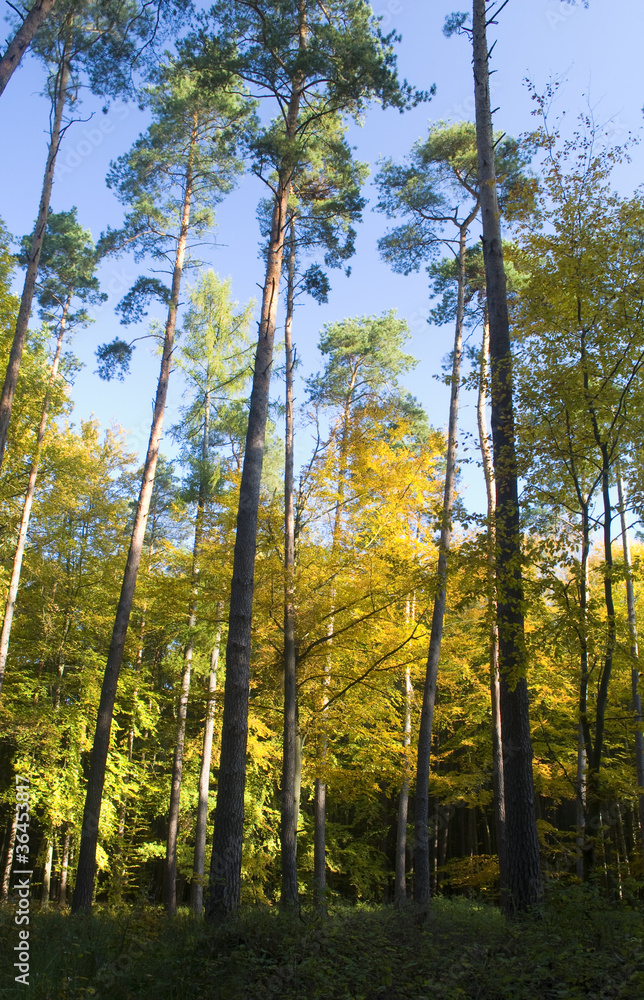 Fototapeta premium Autumn forest