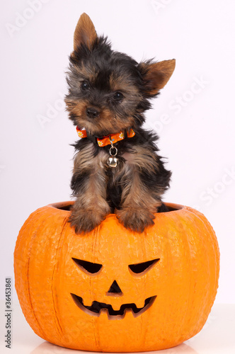 Yorkie puppy