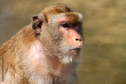 Long-tailed Macaque monkey © netsuthep