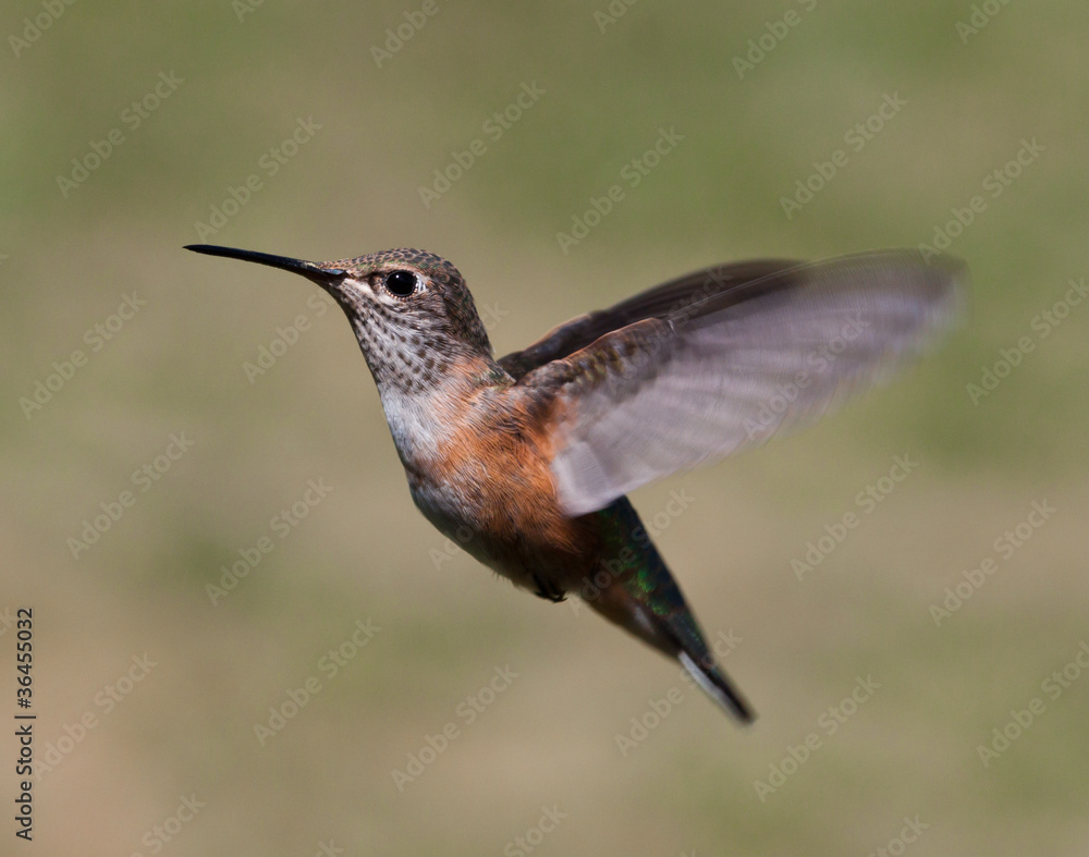 Obraz premium Humming bird