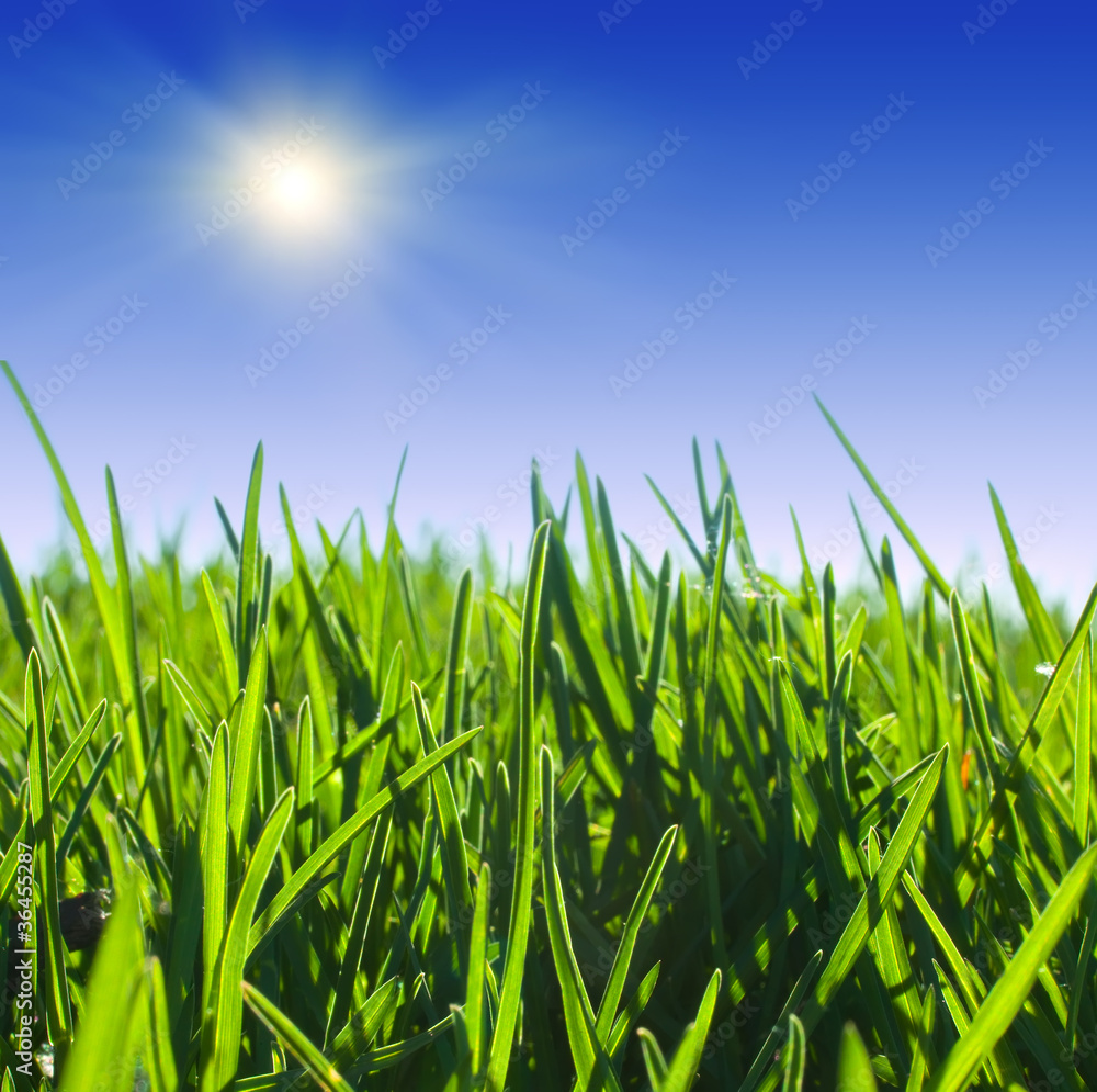 Obraz premium Close up of green grass