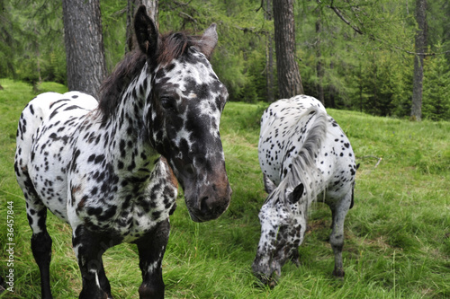 Two spotted horses in the forest.