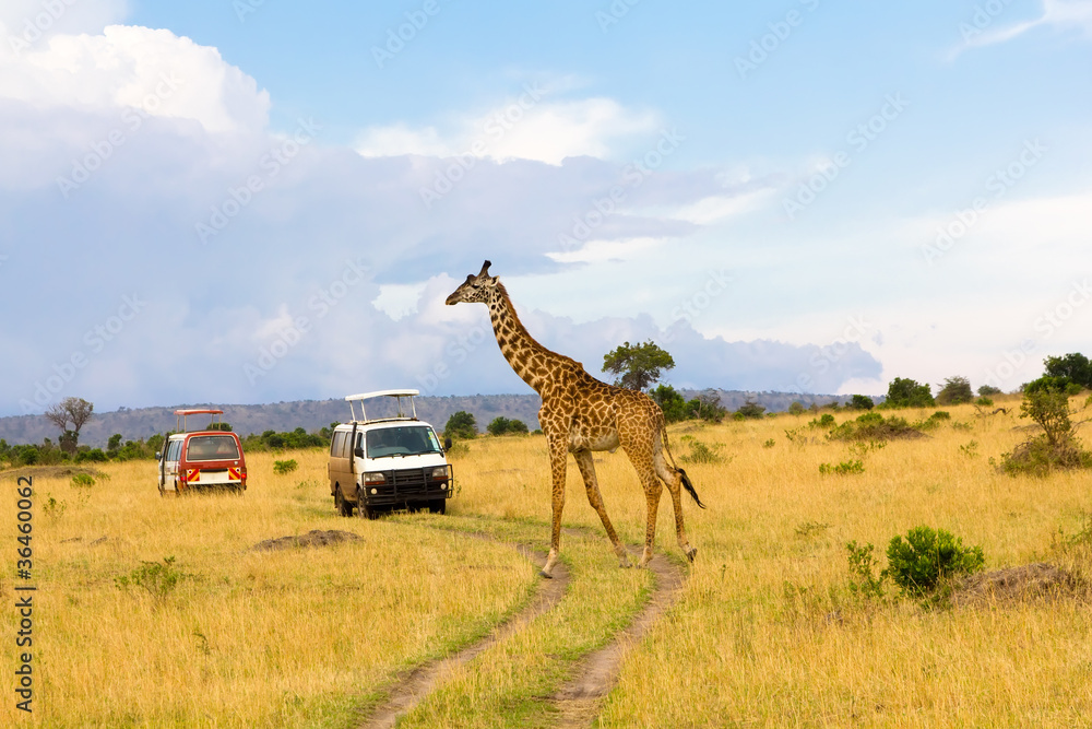 Fototapeta premium Giraffe crossing the road