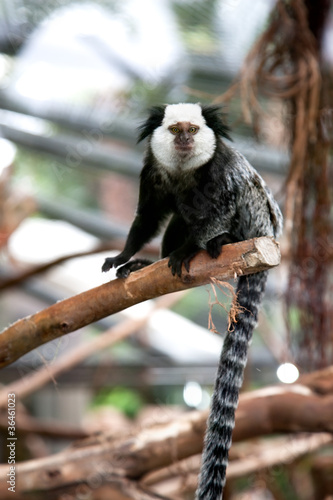 Black and White Ruffled Lemur at branch