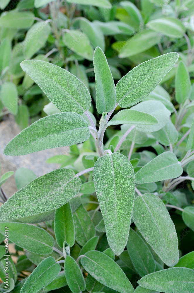 Salvia Salvia