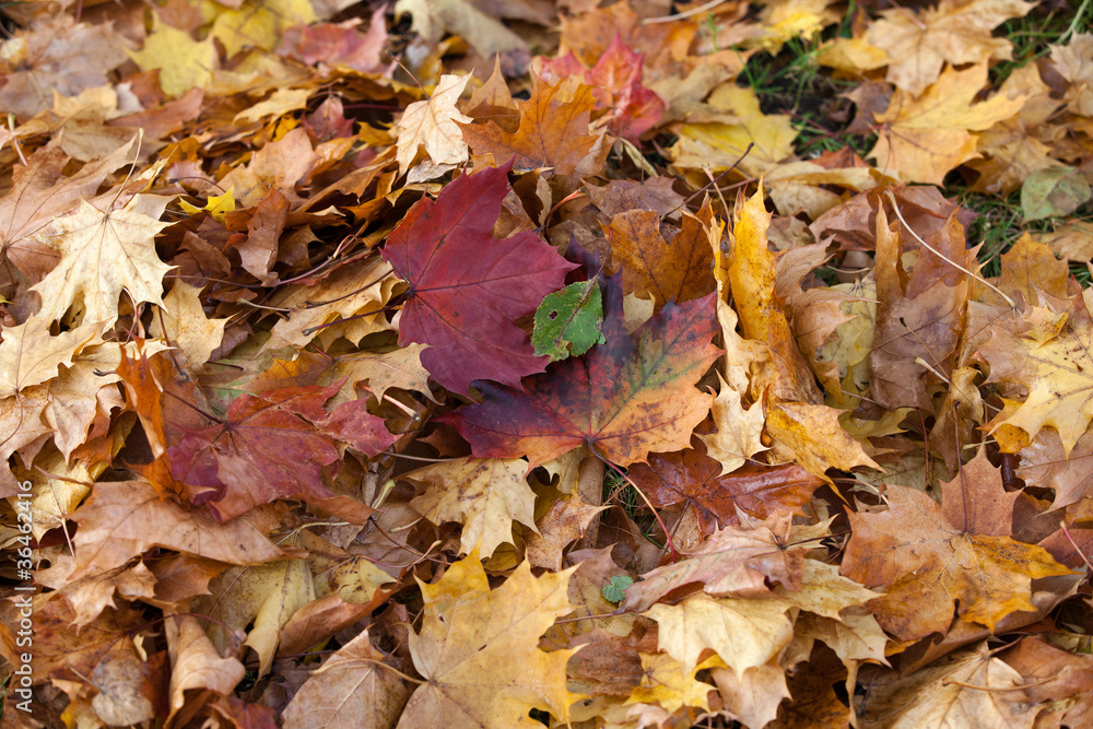 impression of leaves and autumn colors