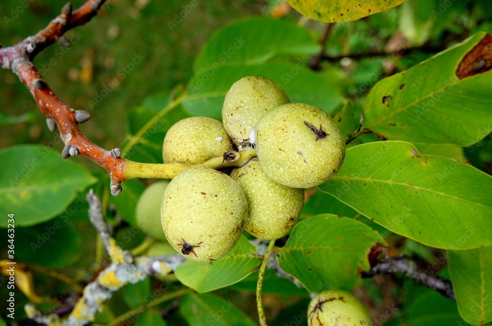 Obraz premium noix vertes