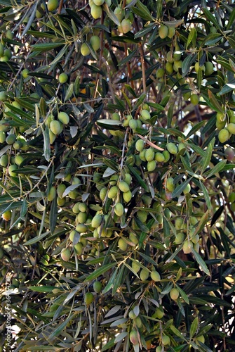 Ramas de olivo con aceitunas