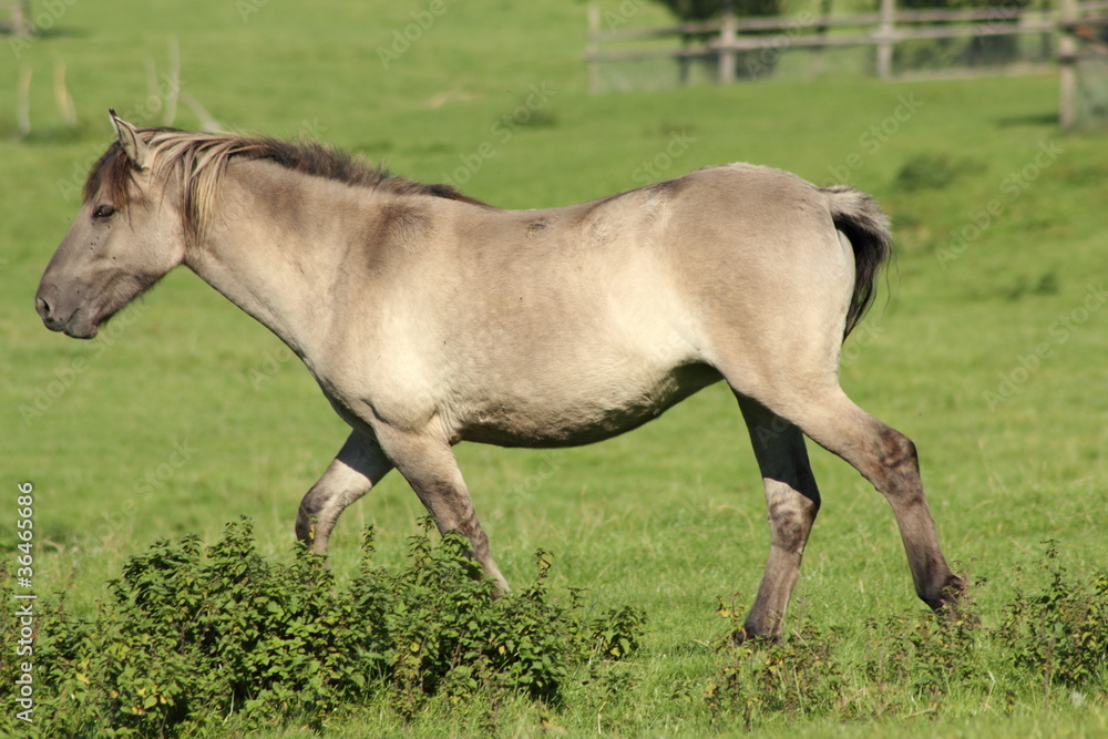 Tarpan-Urwildpferd Tarpan-Urwildpferd