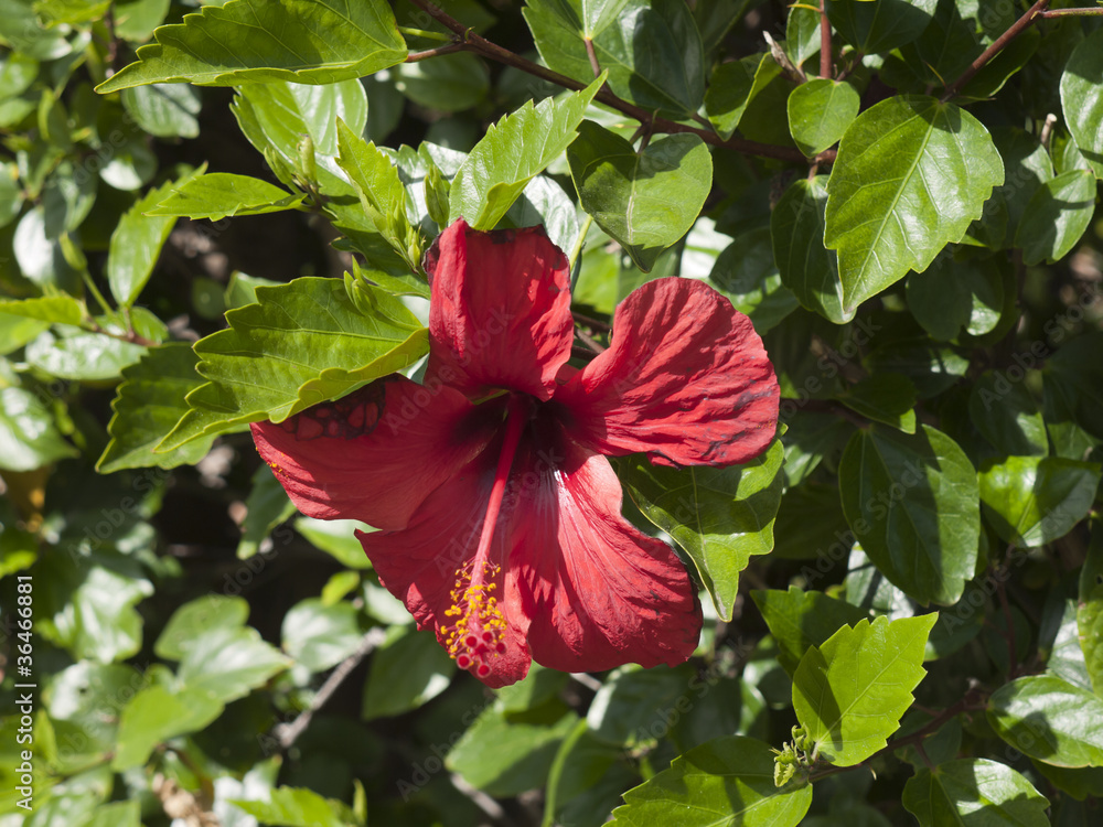 Hibiscus Flower on Tenerife in the Canary Islands Spain Hibiscus Flower on Tenerife in the Canary Islands Spain