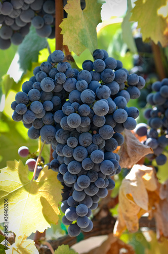 Red Wine Grapes on the Vine