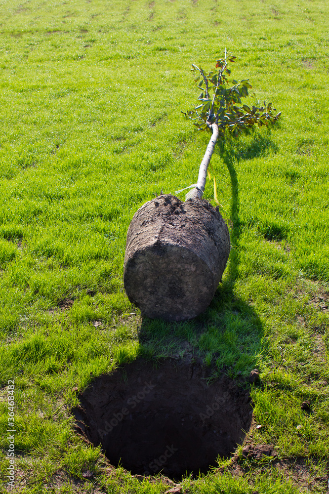 Obraz premium planting a tree