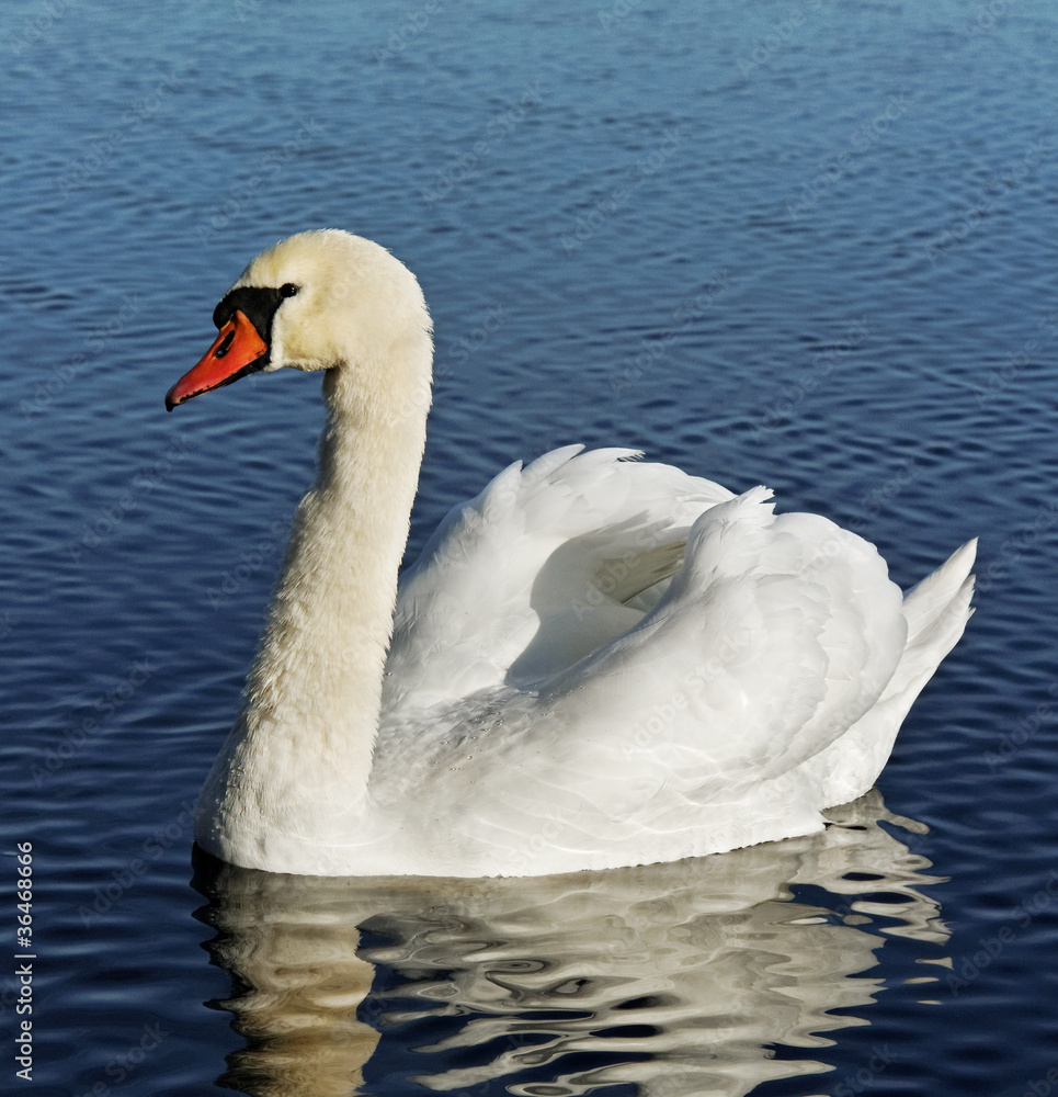 Naklejka premium Big swan.
