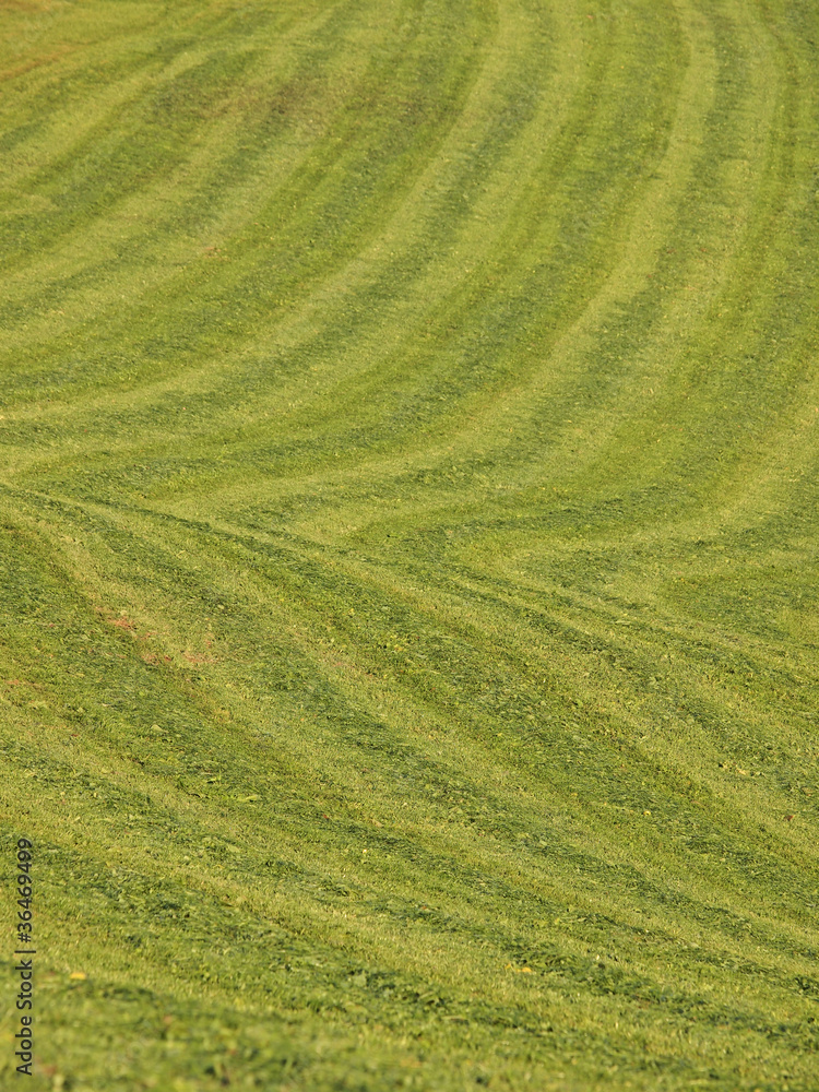 letzter Grasschnitt letzter Grasschnitt