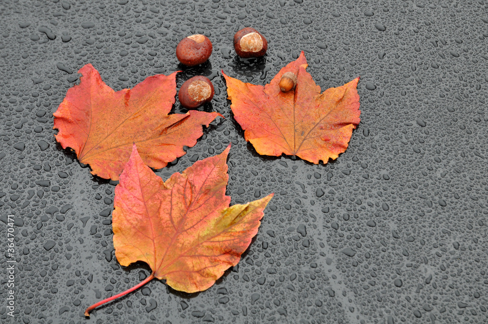 Obraz premium Herbst