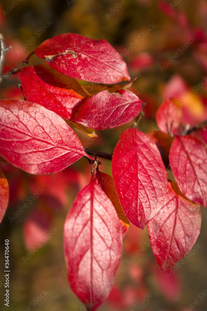 Red autumn leafs Red autumn leafs