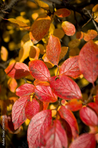 Autumn red leafs