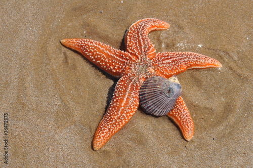 Etoile de mer, la Faute-sur-Mer