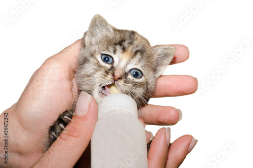 gattino malato photo