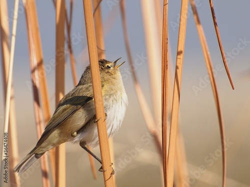 Common Chiffchaff on leaf cane, phylloscopus collybita photo