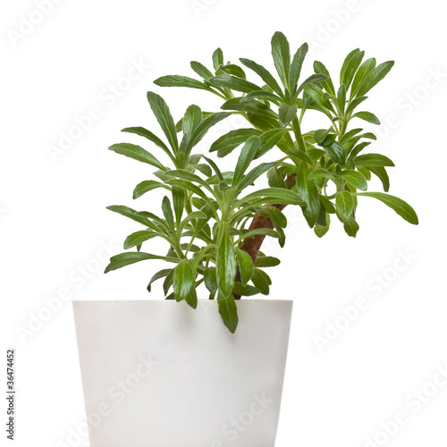 Plant of family gesneriaceae - chirita linearifolia in pot photo