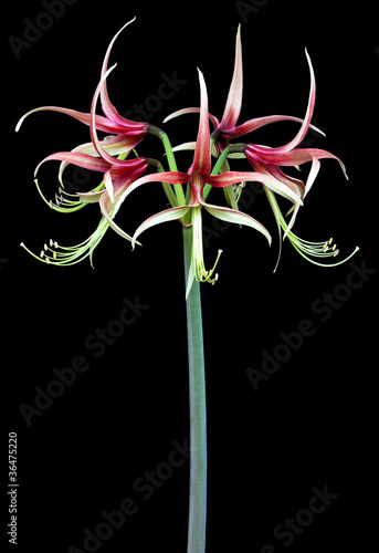 Hippeastrum exotic Chiko photo