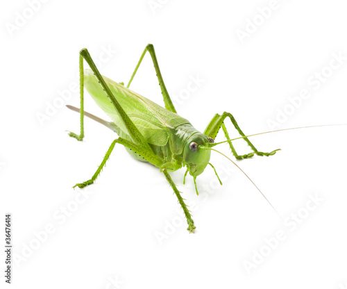 Locust isolated on white background © ulkan