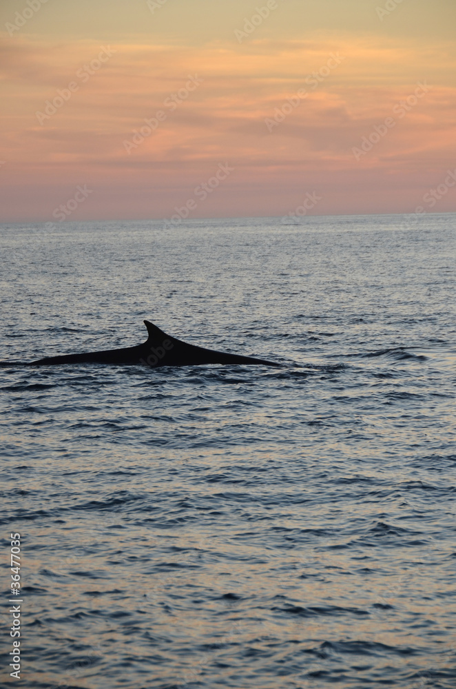 Fototapeta premium Fin Whale at Sea