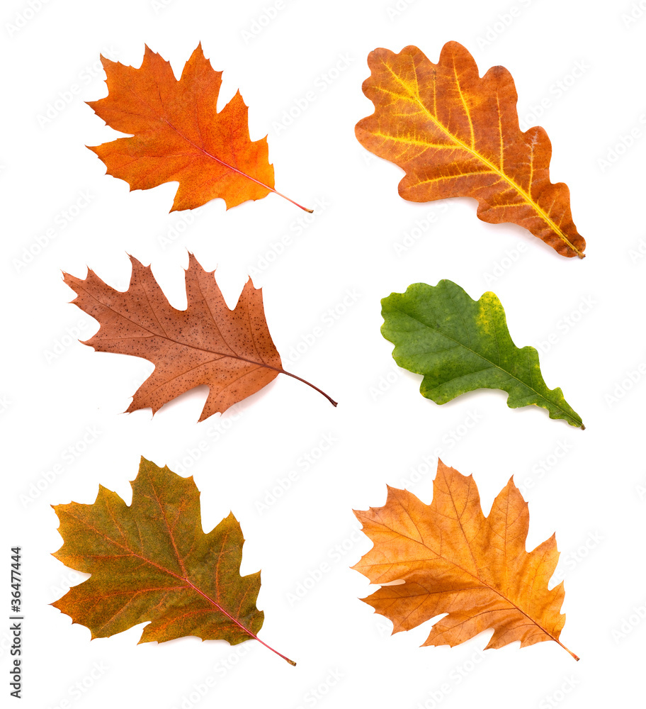Obraz premium collection autumn leaves of oak isolated on white background