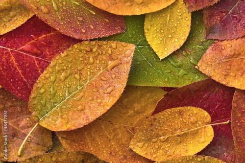 Autumncolours