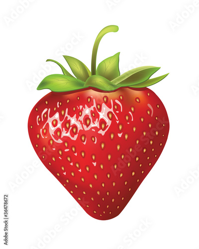 strawberries. vector illustration of a realistic