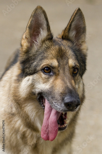 Vertical shot of German Shepherd Dog head