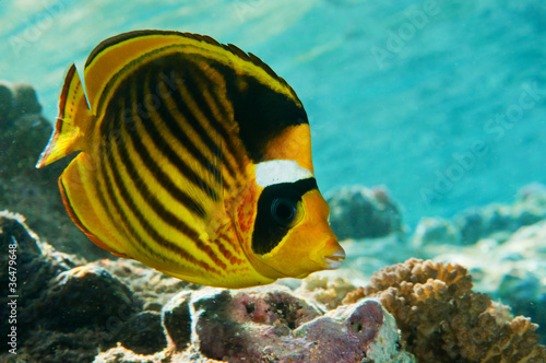 Chaetodon fasciatus