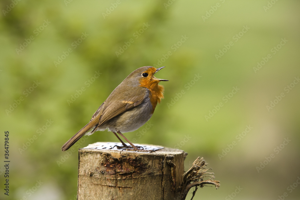 Fototapeta premium Side shot of a singing robin
