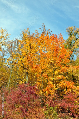 Herbstwald