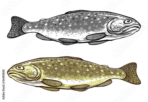 Vector illustration of Trout  in vintage engraved style