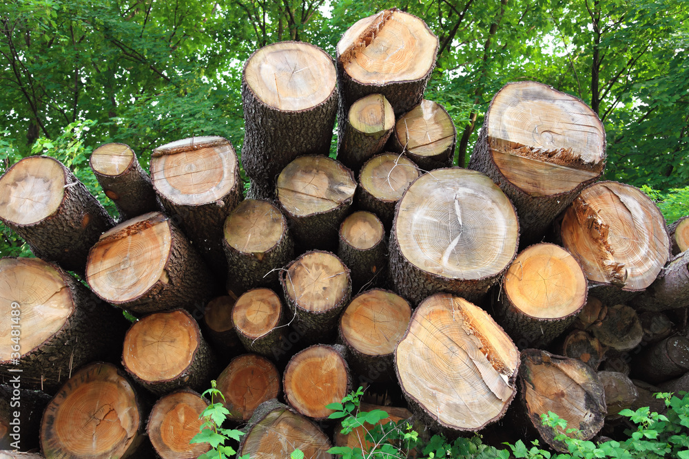 Stacked Wood Logs