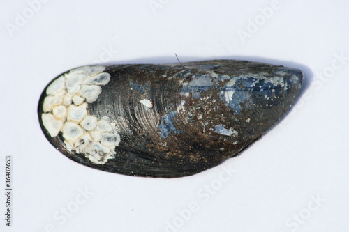 Close-up of black, white elongated shell © hadot