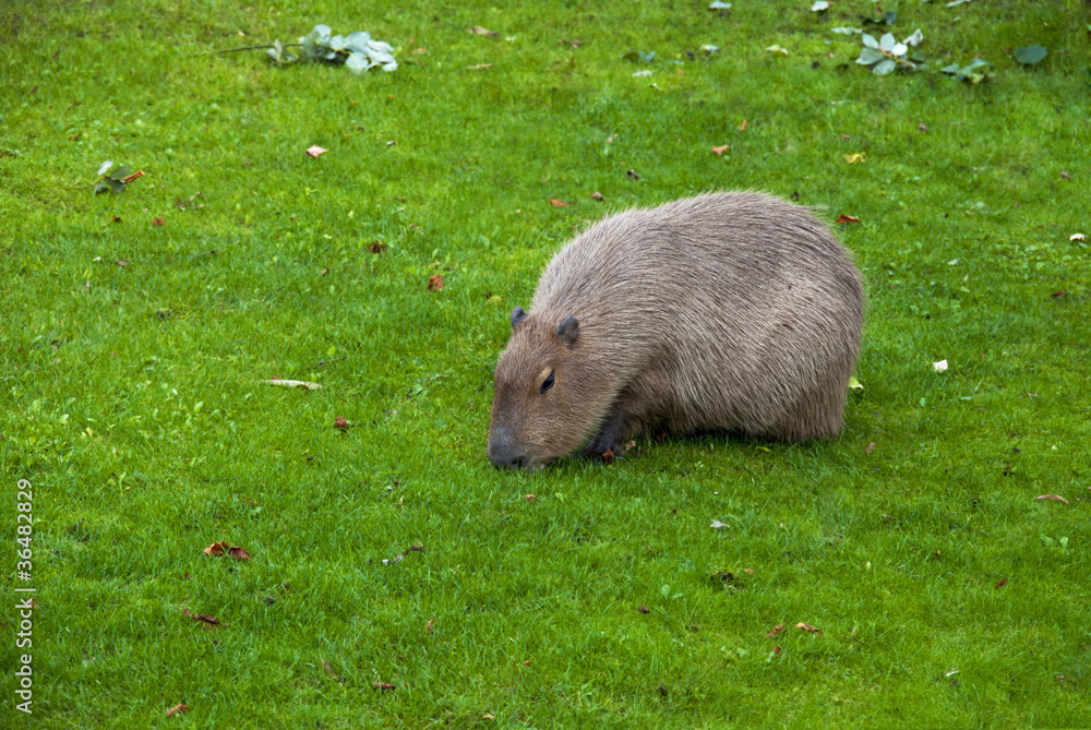 Capybara Capybara