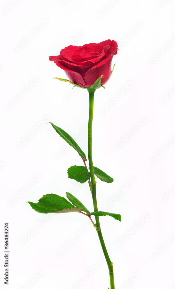 Single red rose flower isolated on white background Single red rose flower isolated on white background