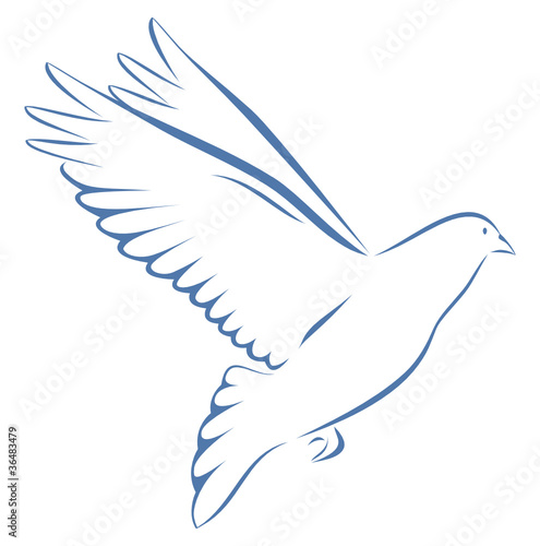 Taube blau auf weißem Hintergrund Vogel