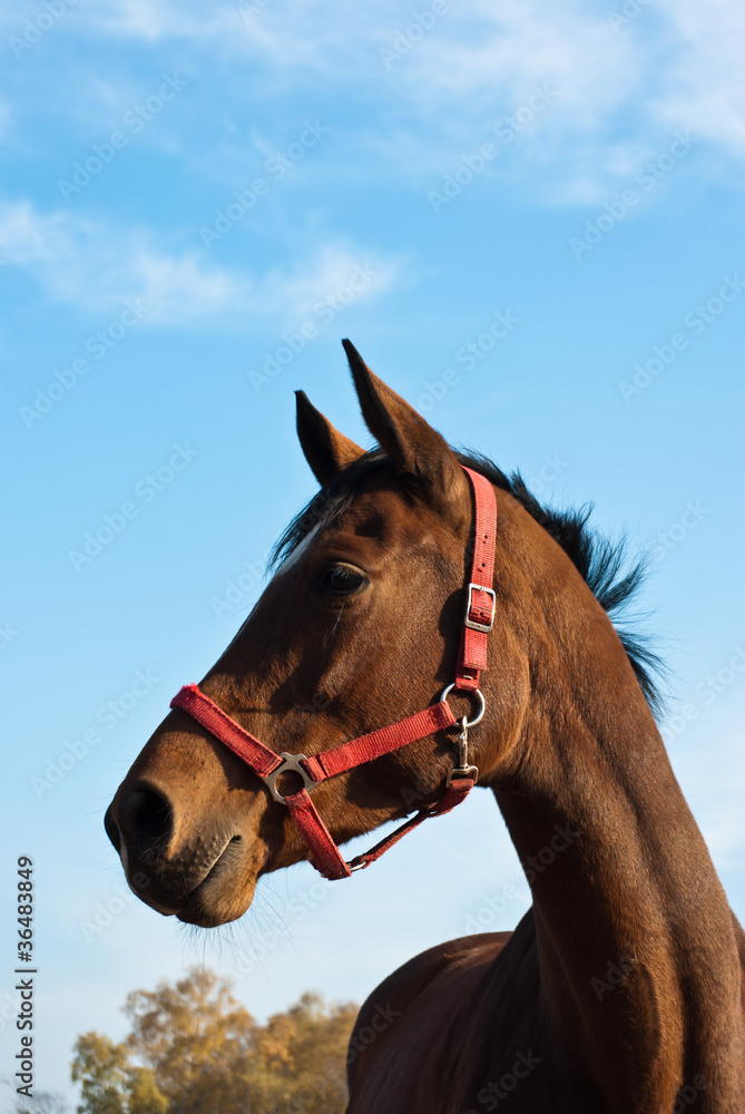 Fototapeta premium horse